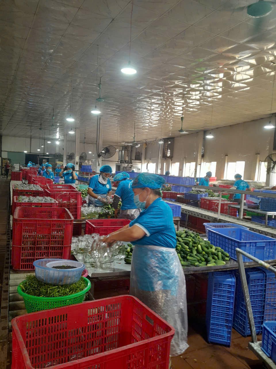 Nông dân Phù cư tỉnh Hưng Yên "mê mẩn" trồng dưa chuột bao tử xuất khẩu