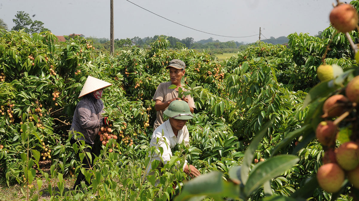 Nhãn Hưng Yên xuất khẩu đi nhiều nước
