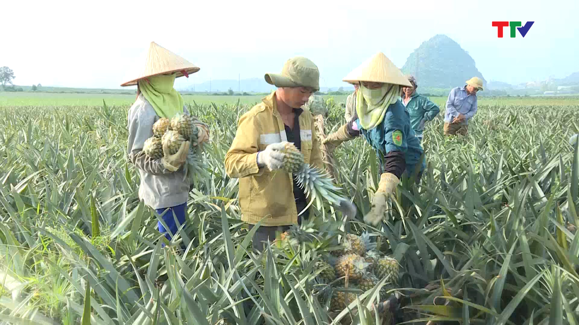Cơ hội xuất khẩu dứa của Việt Nam sang EU