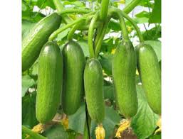 Hưng Yên: Dưa chuột sạch, tiêu thụ nhanh